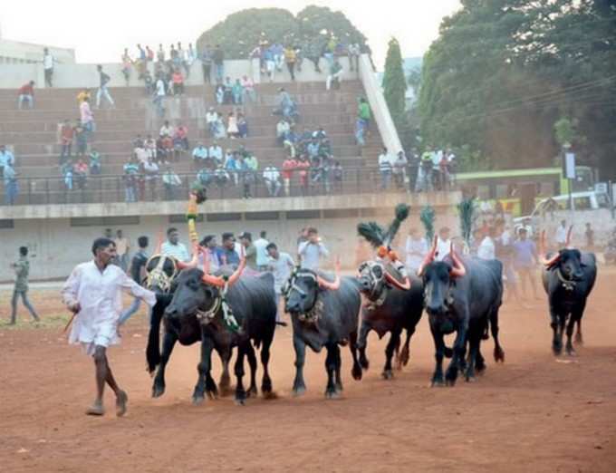 ಕುಂದಾನಗರಿಯಲ್ಲಿ ದೀಪಾವಳಿ ವಿಶೇಷವಾಗಿ ಎಮ್ಮೆಗಳ ಓಟ