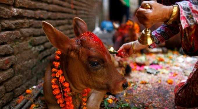 தீபாவளியை நாய் பண்டிகையாகக் கொண்டாடும் நேபாளம்