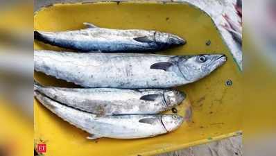 कैंसर फैलने का डर, गोवा में छह महीने के लिए मछली आयात पर बैन