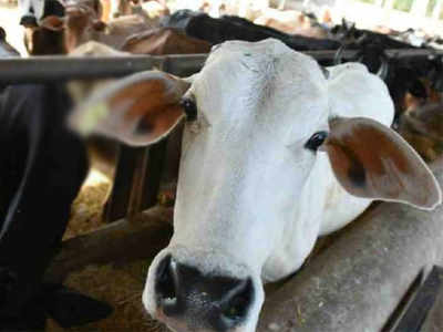 लष्करी गोठ्यांतील गायी विकण्यास मुभा