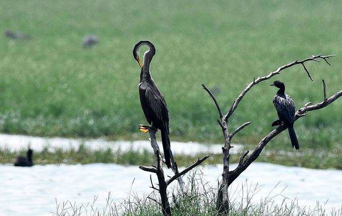 பெரும்பாக்கம் சதுப்பு நிலத்தில் குவிந்த பறவைகள்!