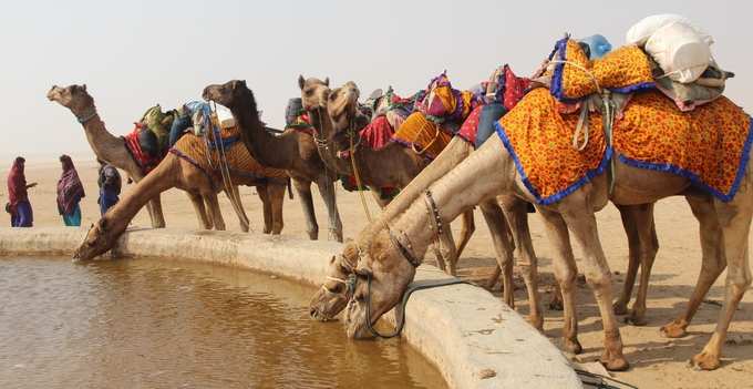 camel-drinking