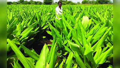 ಅರಿಷಿಣದಿಂದ ನೆಮ್ಮದಿಯ ಆದಾಯ