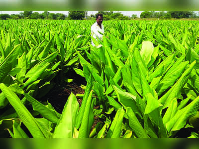 ಅರಿಷಿಣದಿಂದ ನೆಮ್ಮದಿಯ ಆದಾಯ