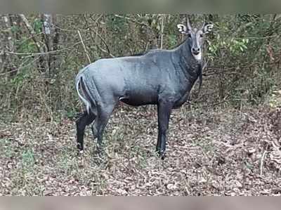 ಅಪರೂಪದ ನೀಲಗಾಯ್ ಸಾವು