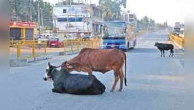 ಚಿಗರಿ ಸುಗಮ ಓಟಕ್ಕೆ ದನಗಳು ಅಡ್ಡಿ !