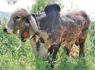 ರೈತರನ್ನು ಆಕರ್ಷಿಸಿದ 24 ಲಕ್ಷ ರೂ. ಬೆಲೆಯ ಗಿರ್ ಹೋರಿ