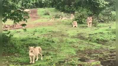 వీడియో: గిర్ అడవుల వెలుపల సింహాల గుంపు గర్జన.. స్థానికుల్లో భయాందోళన