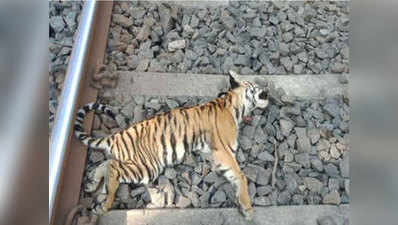 ट्रेन की चपेट में आए बाघ के दो शावक, कुचलकर मौत