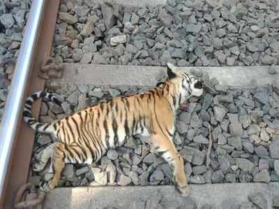 ಮಹಾರಾಷ್ಟ್ರ: ರೈಲಿಗೆ ಸಿಲುಕಿ ಹುಲಿಮರಿಗಳ ಸಾವು