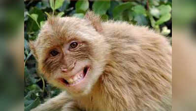 आगरा के लोगों की मांग, बंदरों को संरक्षित प्रजातियों की सूची से निकाला जाए