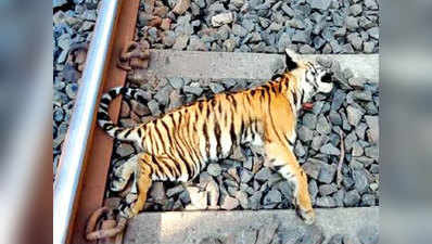 महाराष्ट्र में ट्रेन से कटकर बाघ के तीन शावकों की मौत
