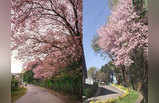 आपका दिन बना देंगी शिलॉन्ग के cherry blossom festival की तस्वीरें