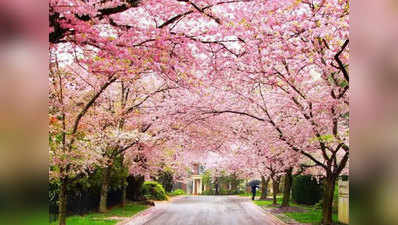 दिन बना देंगी cherry blossom festival की तस्वीरें