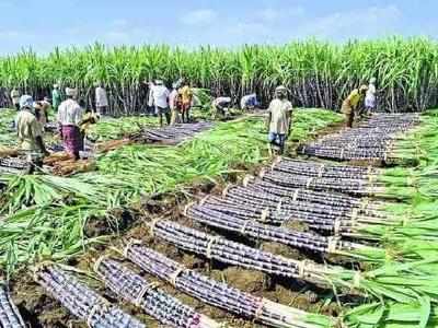 ಕಬ್ಬು ರೈತರ ಮುಷ್ಕರ ಉಲ್ಬಣ: ರೈತರ ಸಂಕಷ್ಟಗಳನ್ನು ಮೊದಲೇ ಅರಿತು ಪರಿಹರಿಸಿ