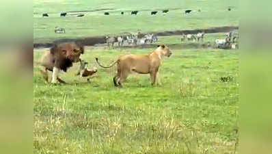 अगर आप मानते हैं कि शेर और कुत्ते के बीच लड़ाई नहीं हो सकती, तो यह विडियो देखिए