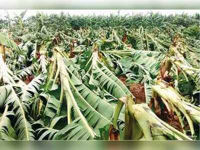 Gaja Cyclone: வாழைகள் வீழ்ந்ததால் மனமுடைந்த விவசாயி தற்கொலை!