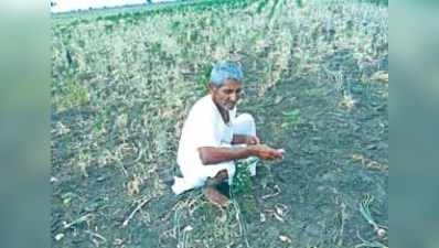 ತರಾತುರಿ ಬರ ಅಧ್ಯಯನ