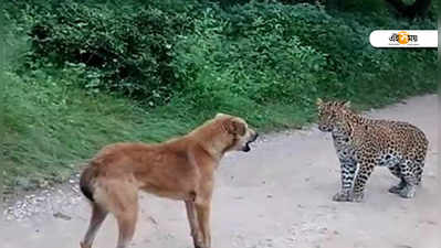 নিজের গলিতেই শুধু নয়, বাঘের ডেরাতেও কুকুর রাজা!