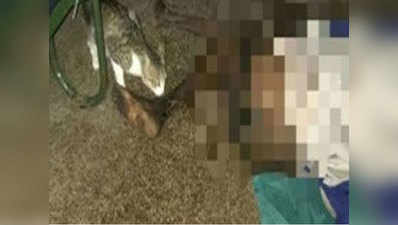 कोयंबटूर: सरकारी अस्पताल की लापरवाही, महिला वार्ड में बुजुर्ग का शव खा गई बिल्ली