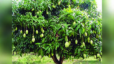 ಮಾವಿಗೆ ಈ ತಿಂಗಳು ನೀರುಣಿಸುವುದ ಬೇಡ