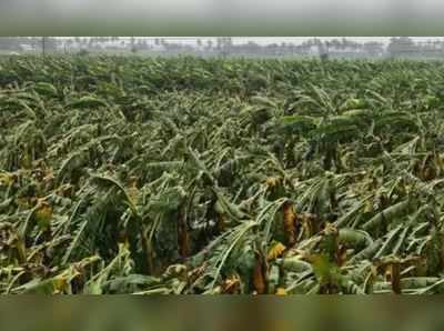 Cyclone Gaja: கஜா புயலில் 20,000 ஏக்கர் வாழை நாசம்: ரூ. 500 கோடி நஷ்டம்!