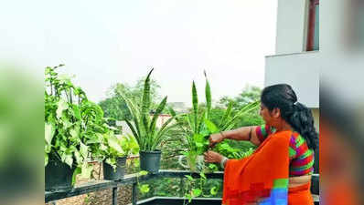 महंगे एयर प्योरिफायर नहीं, 100-200 रुपये के पौधों से शुद्ध होगी घर की हवा