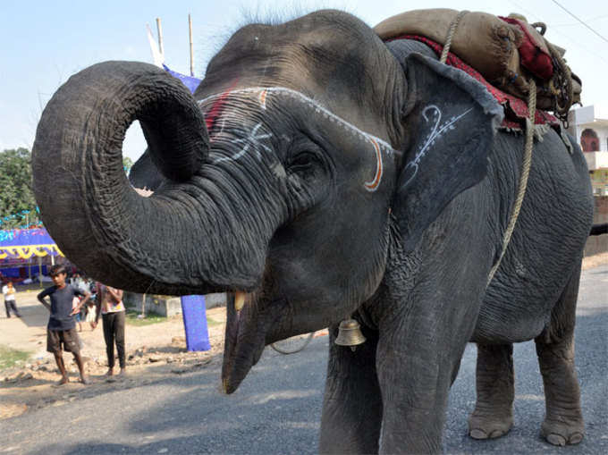 हाथियों की बिक्री पर रोक