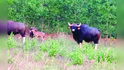 ಮತ್ತಿಕೊಪ್ಪ ಬಳಿ ಕಾಡೆಮ್ಮೆ ಹಿಂಡು ಪ್ರತ್ಯಕ್ಷ