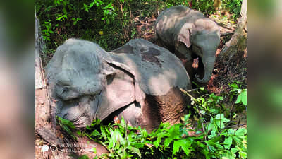 ಕೆಸರಿನಲ್ಲಿ ಸಿಲುಕಿದ ಹೆಣ್ಣಾನೆ ನಿತ್ರಾಣ