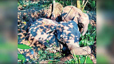 दलदल में फंसी मां तो 32 घंटों तक पास में ही खड़ा रहा हाथी का बच्चा