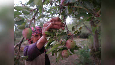 हिमाचल प्रदेश: जलवायु परिवर्तन का असर, निचले इलाकों में बंद हुई सेब की खेती