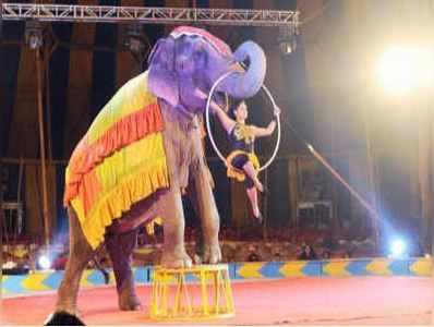 Circus Animals: சர்க்கஸில் இனி எந்த மிருகங்களையும் பயன்படுத்தக் கூடாது- வருகிறது புதிய உத்தரவு..!!