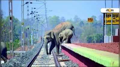 মায়ের সাহায্যে রেললাইন পার শাবক হাতির, এ রাজ্যেরই ভাইরাল ছবি কি ভুয়ো?