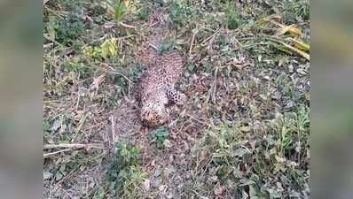 बहराइचः शिकार को लेकर आपसी संघर्ष में गई नर तेंदुए की जान