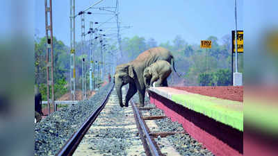 FACT CHECK: रेल्वेरूळ ओलांडतानाचा हत्तींचा फोटो फेक?