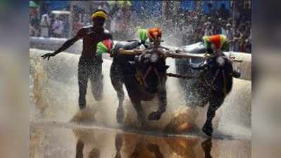 ಕೋಟಿ-ಚೆನ್ನಯ ಜೋಡುಕರೆ ಕಂಬಳ ಉದ್ಘಾಟನೆ