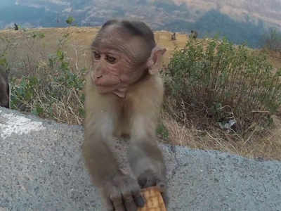 मर्कटलीलांनी थांबवल्या गाड्या