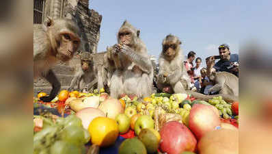 ताज सिटी में बंदरों का आतंक, पर्यटन उद्योग ने की कार्रवाई की मांग