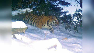 बर्फ से ढकी अरुणाचल घाटी में 3,630 मीटर ऊंचाई पर देखे गए बाघ