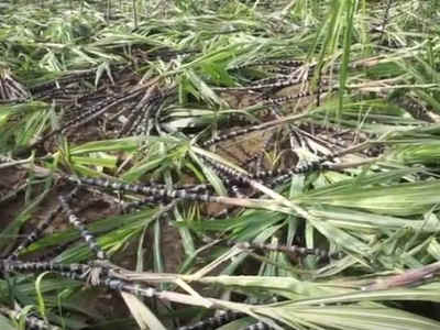 கலெக்டர் அலுவலகம் முன் அழுகிய வெங்காய செடிகளை கொட்டி ஆர்ப்பாட்டம்!