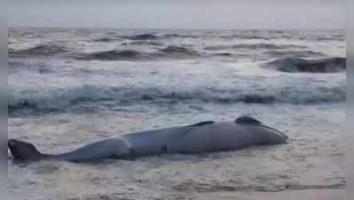Brydes whale: சென்னை அருகே இறந்து கரை ஒதுங்கிய திமிங்கலம்!