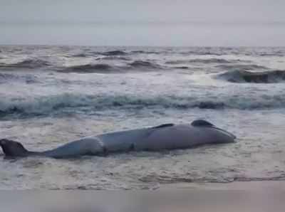 Brydes whale: சென்னை அருகே இறந்து கரை ஒதுங்கிய திமிங்கலம்!