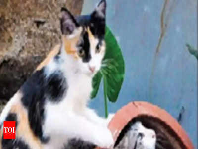 क्रौर्याचा कळस! मुंबईत मांजरीला जिवंत जाळलं