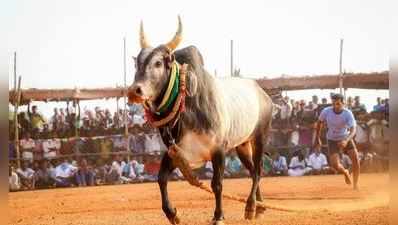 Alanganallur Jallikattu: மதுரையில் நடைப்பெறும் ஜல்லிக்கட்டு தேதி விபரம் அறிவிப்பு