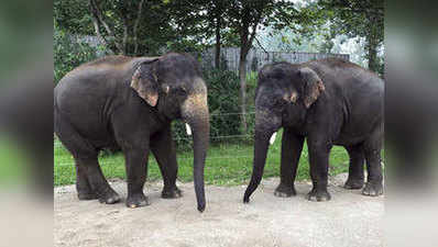भारत के एकमात्र हाथी बचाव केंद्र को नोटिस मिला