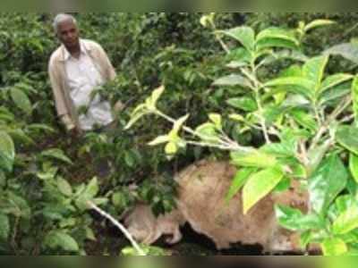 ಹುಲಿಗೆ ಎರಡು ಸಿಂದಿ ಹಸು ಬಲಿ