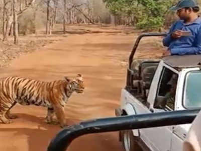 पावसाळ्यातील व्याघ्र पर्यटनाला पाठिंबा!