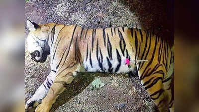 avni tigress:अवनी वाघिणीला गोळी मारणे बेकायदेशीर