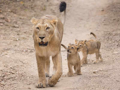 गुजरात: गिर में शेरनी का सड़ा-गला शव बरामद, 4 महीने में 31 शेरों की मौत